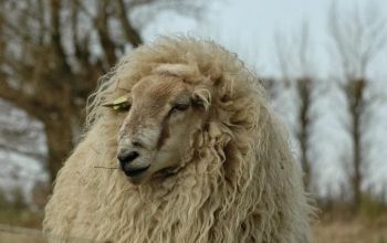 Mergellander schapen te koop